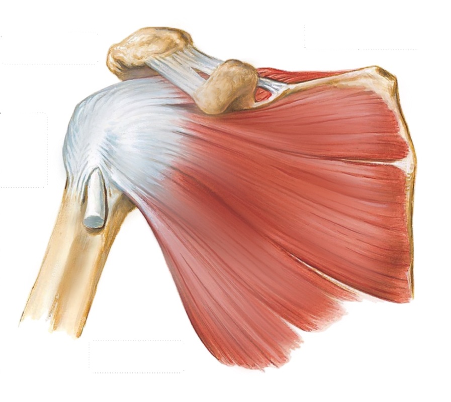 The shoulder and related conditions - ORTHOPAEDIC SURGERY CENTRE
